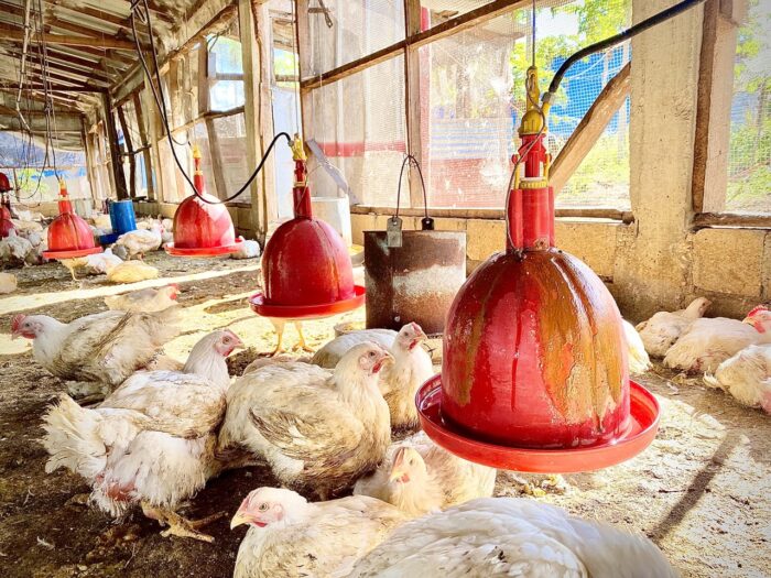 Chicken Broilers (Live) - Image 12