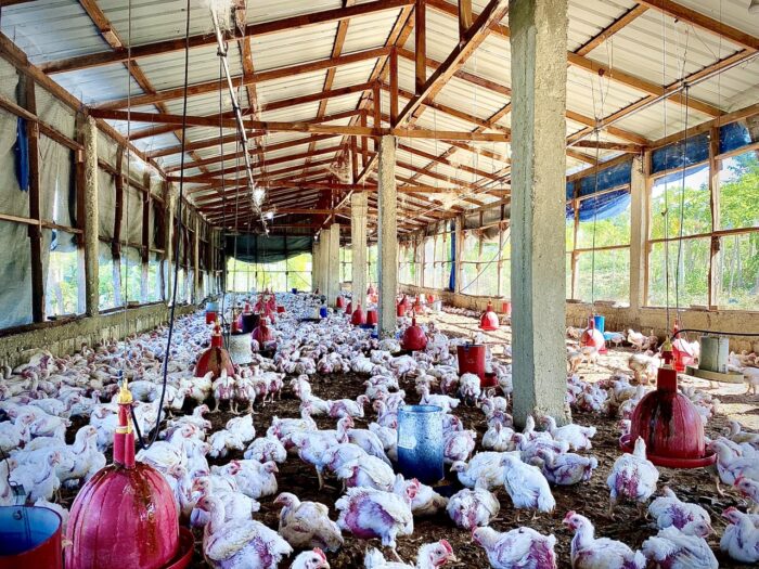Chicken Broilers (Live) - Image 11