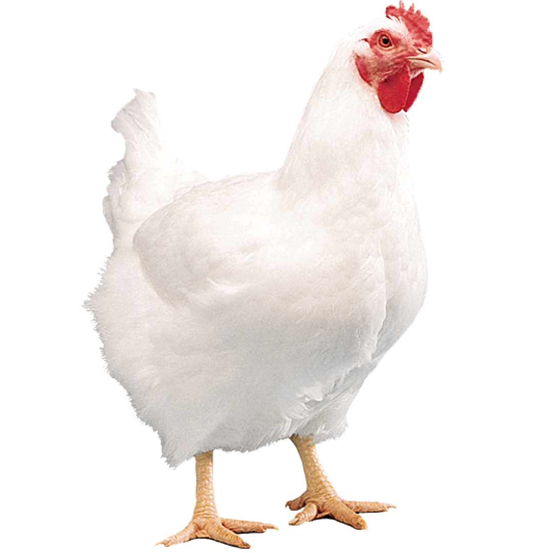 broiler_chicken