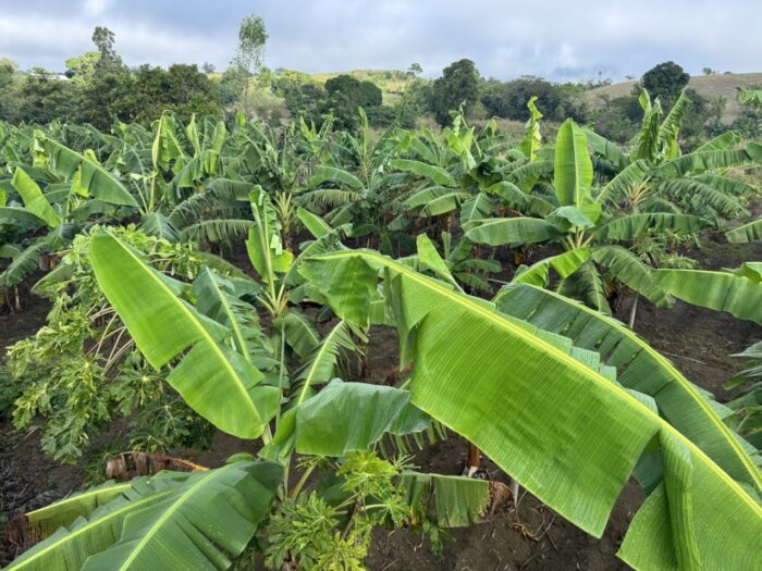 Fresh Plantains - Premium Quality - Image 4