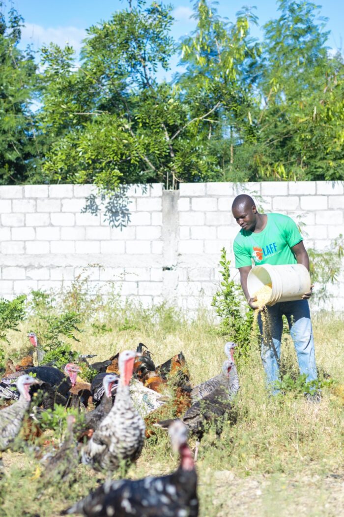 Authentic Haitian Chicken - Image 3