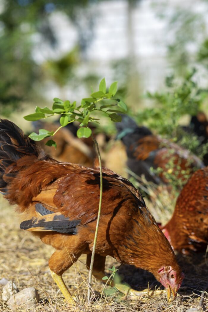 Authentic Haitian Chicken - Image 5