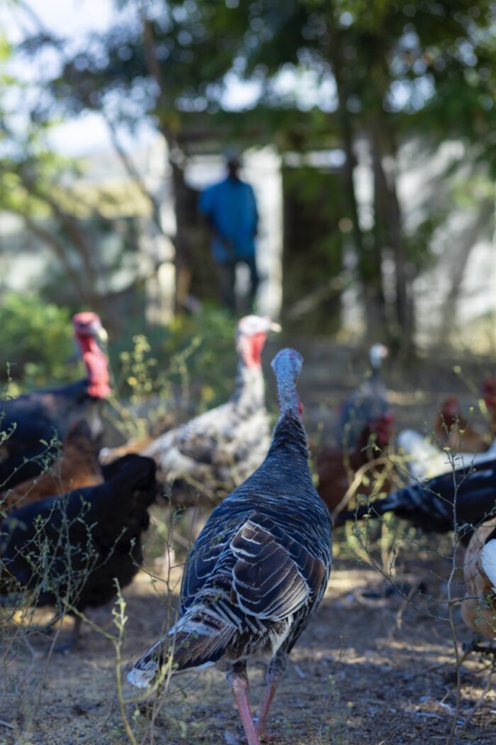 Authentic Haitian Chicken - Image 6