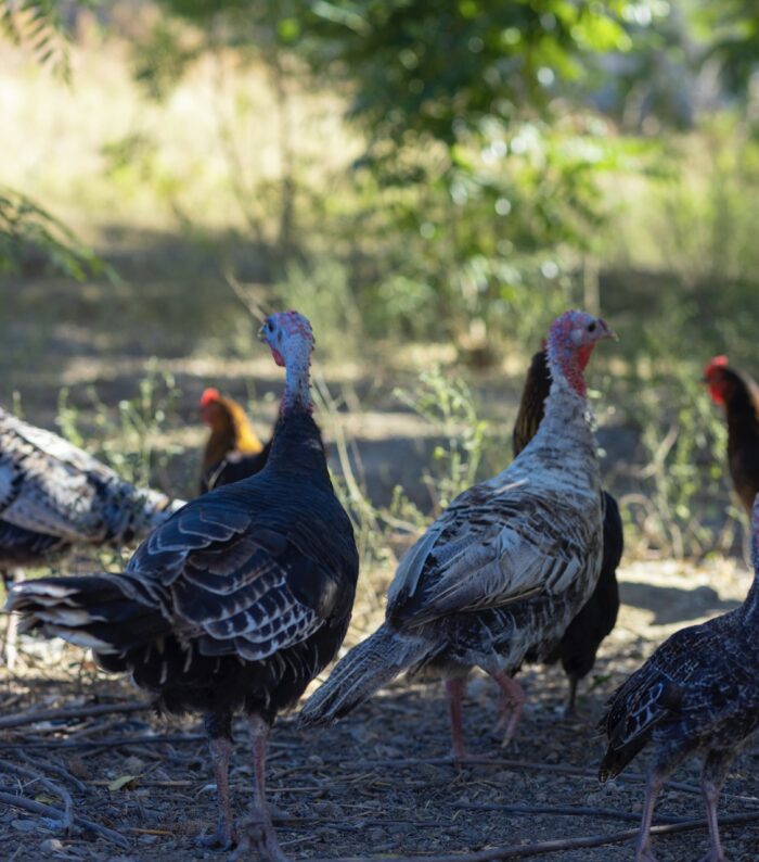 Authentic Haitian Chicken - Image 10