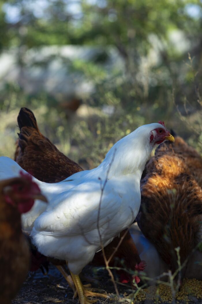 Authentic Haitian Chicken - Image 9