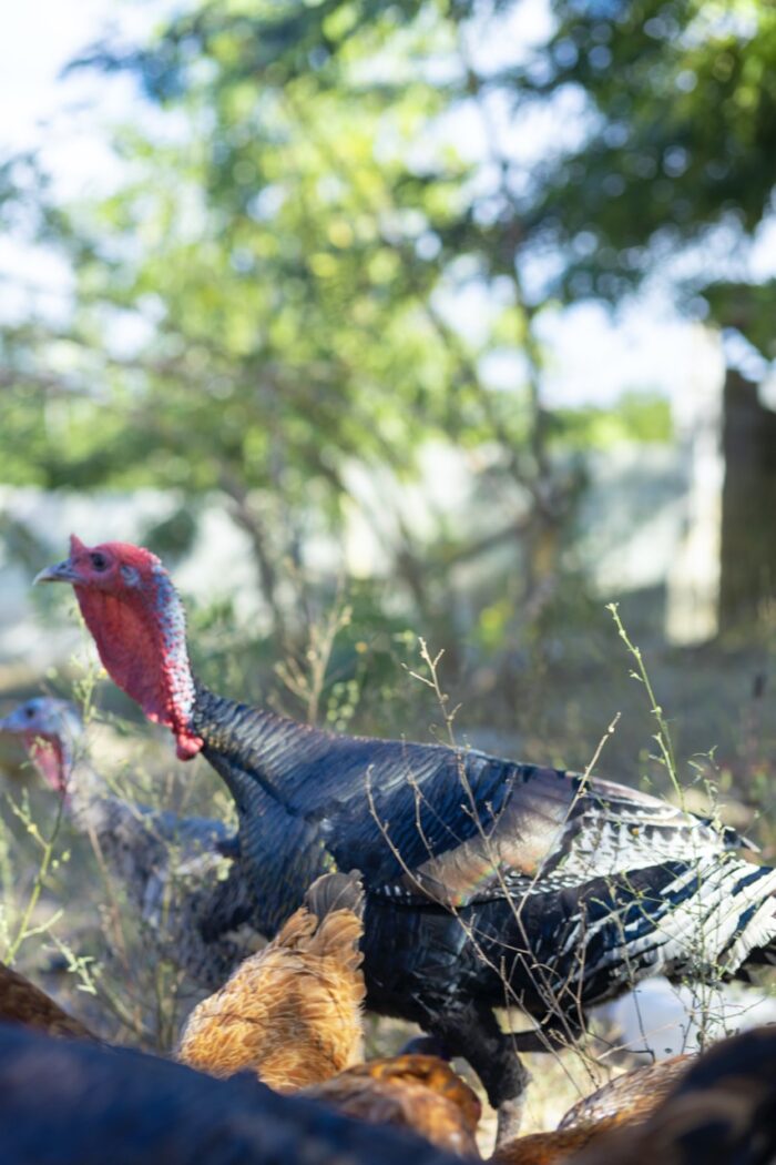 Authentic Haitian Chicken - Image 7