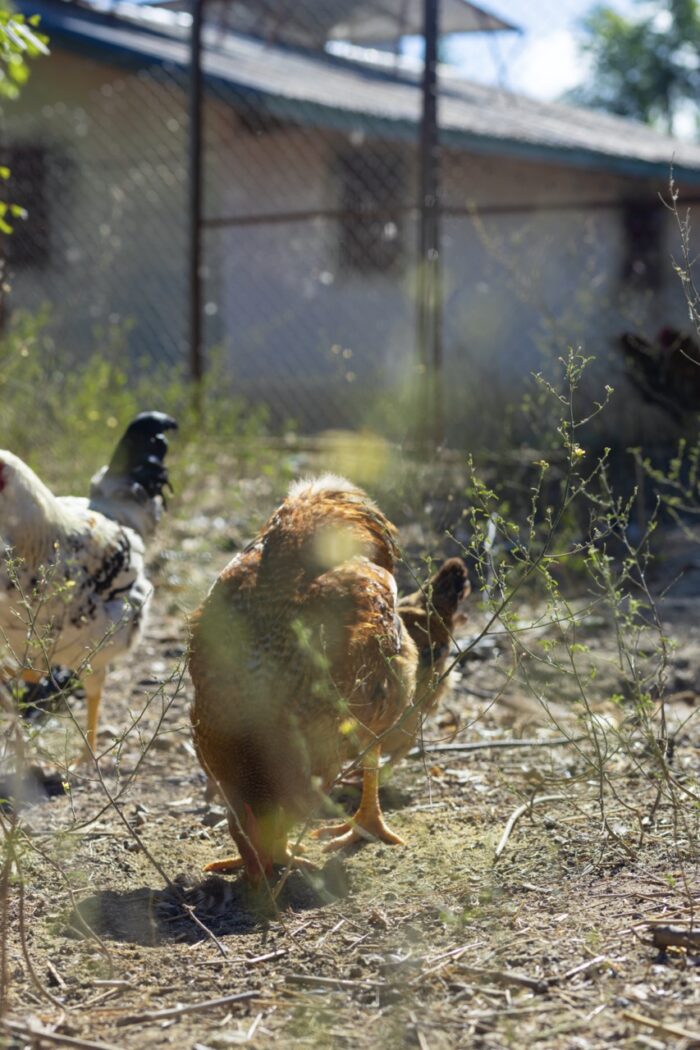 Authentic Haitian Chicken - Image 15