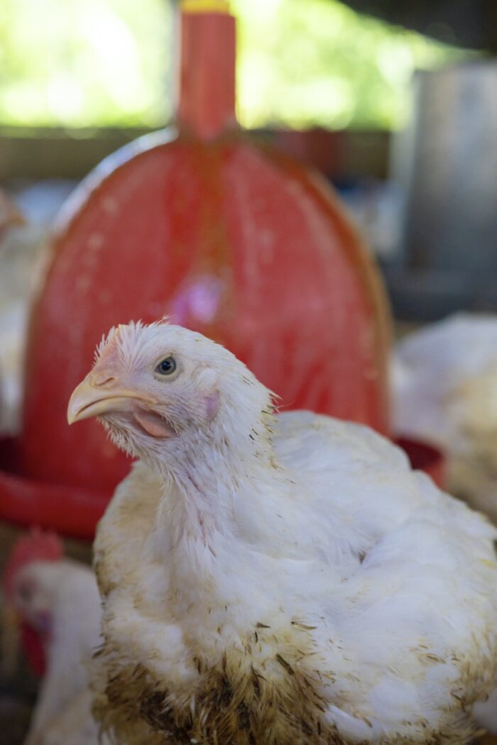 Chicken Broilers (Live) - Image 8