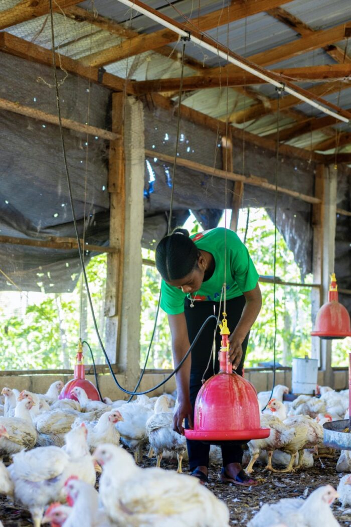 Chicken Broilers (Live) - Image 7