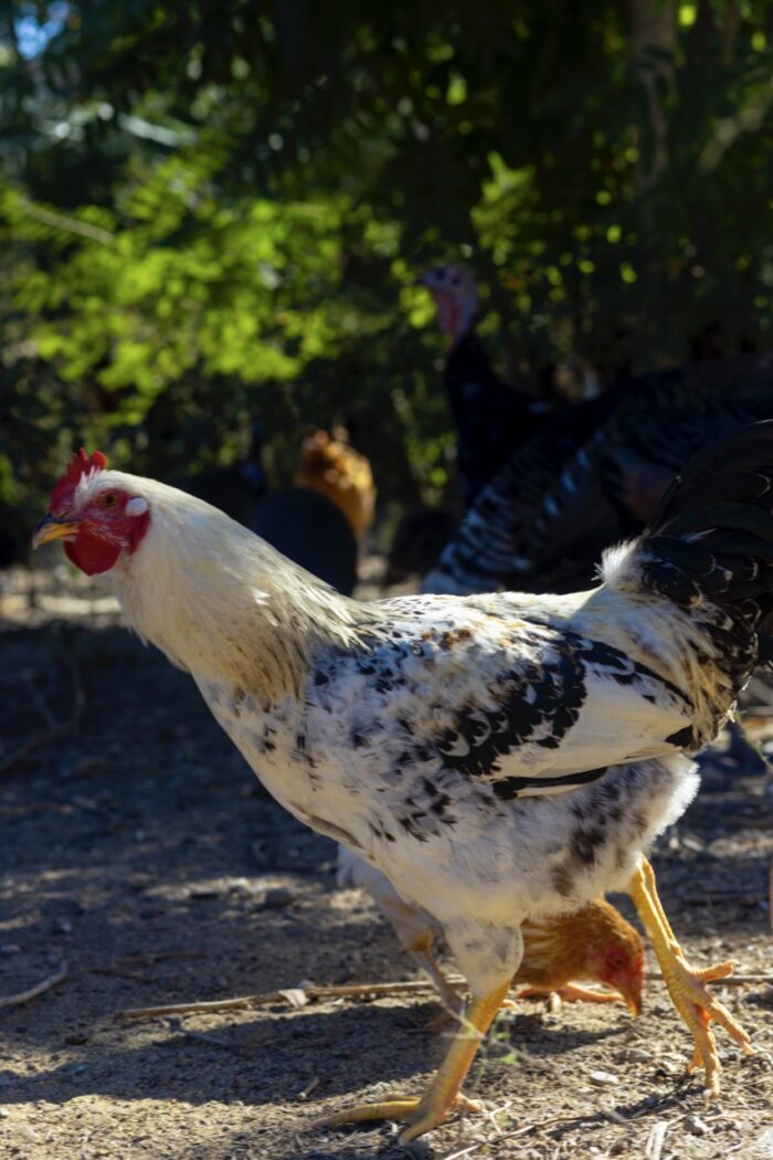 Authentic Haitian Chicken - Image 14