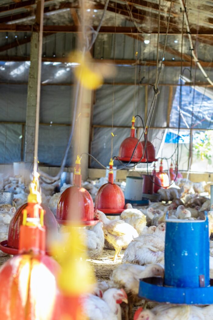 Chicken Broilers (Live) - Image 5