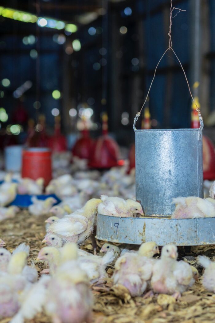 Chicken Broiler (Processed & Packaged) - Image 4