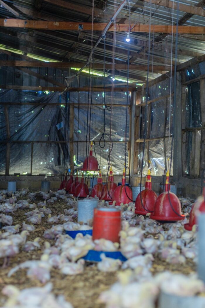 Chicken Broiler (Processed & Packaged) - Image 5