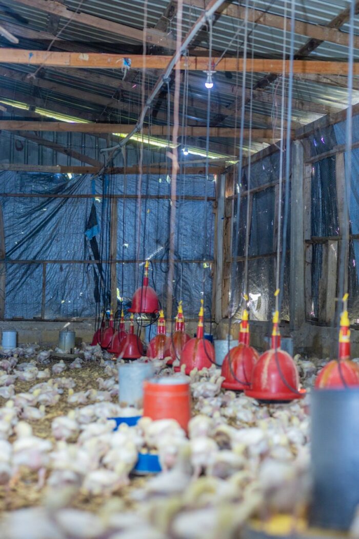 Chicken Broiler (Processed & Packaged) - Image 6