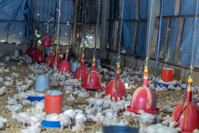 Chicken Broiler (Processed & Packaged) - Image 7