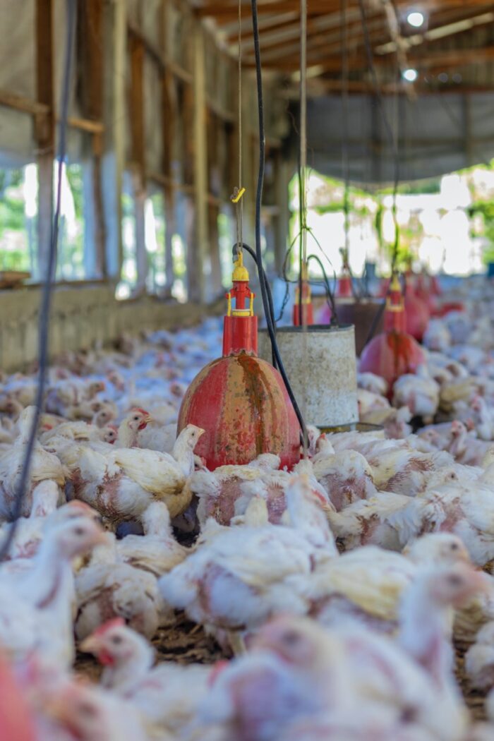 Fresh Eggs - Carton of 30 Eggs - Image 4