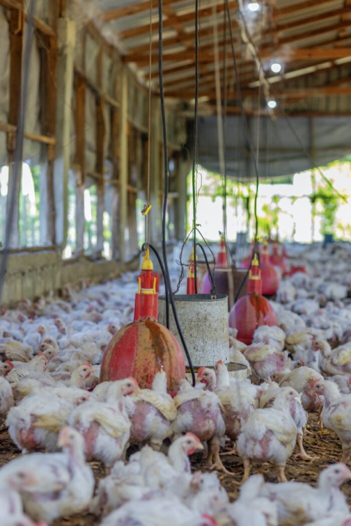Chicken Broiler (Processed & Packaged) - Image 3