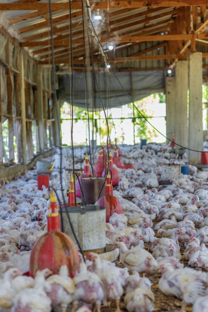 Chicken Broilers (Live) - Image 2