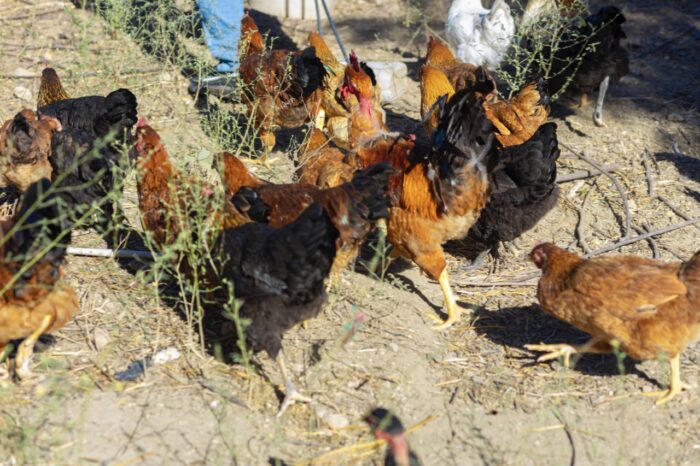 Authentic Haitian Chicken - Image 11