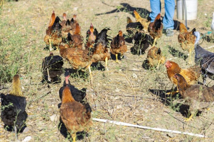 Authentic Haitian Chicken - Image 12