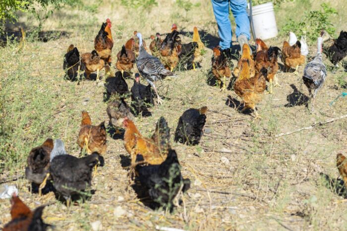 Authentic Haitian Chicken - Image 2