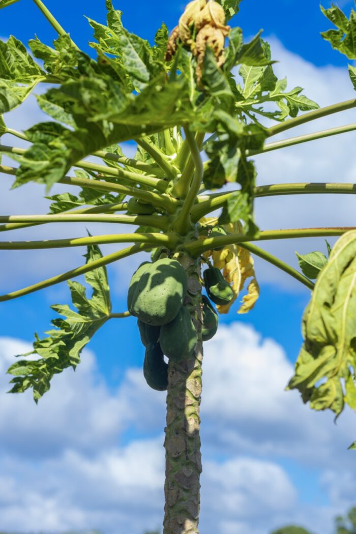 Papayas - Fresh & Nutritious (Ripe & Green Varieties) - Image 5