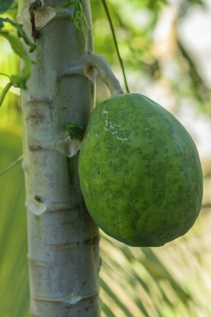 Papayas - Fresh & Nutritious (Ripe & Green Varieties) - Image 7
