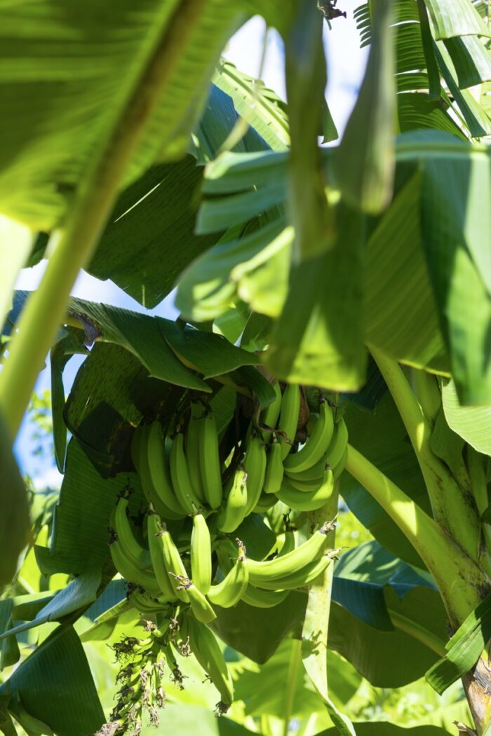Fresh Plantains - Premium Quality - Image 5