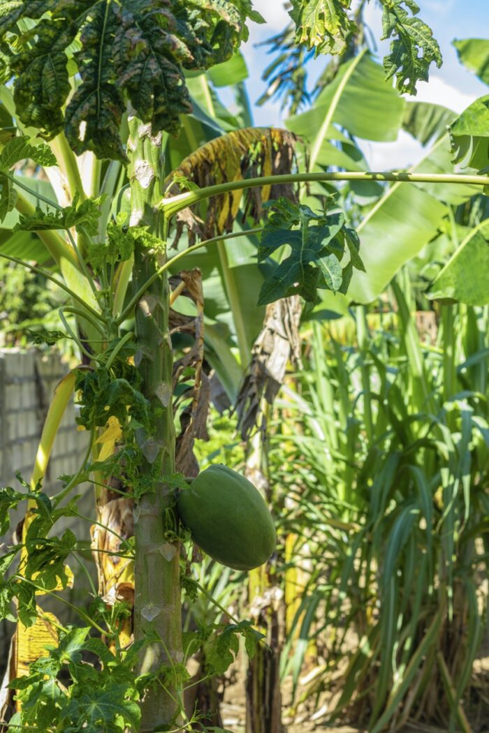 Papayas - Fresh & Nutritious (Ripe & Green Varieties) - Image 6