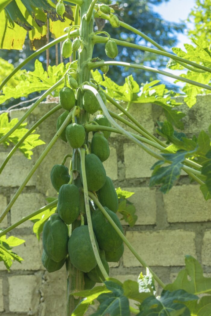 Papayas - Fresh & Nutritious (Ripe & Green Varieties) - Image 4
