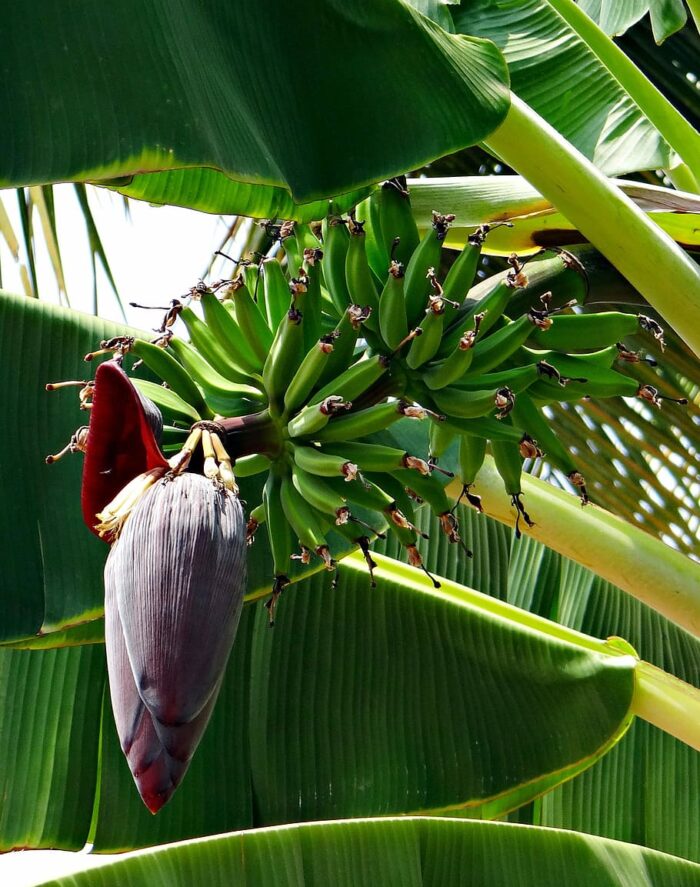 Plantains