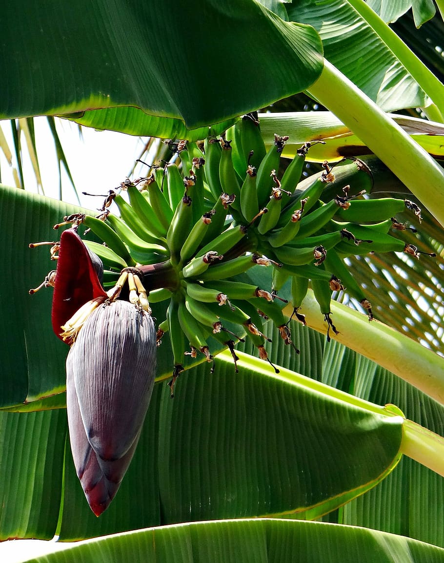 Plantains