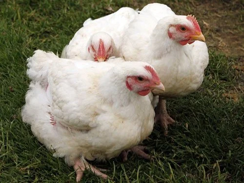 healthy-tasty-broiler-live-chicken