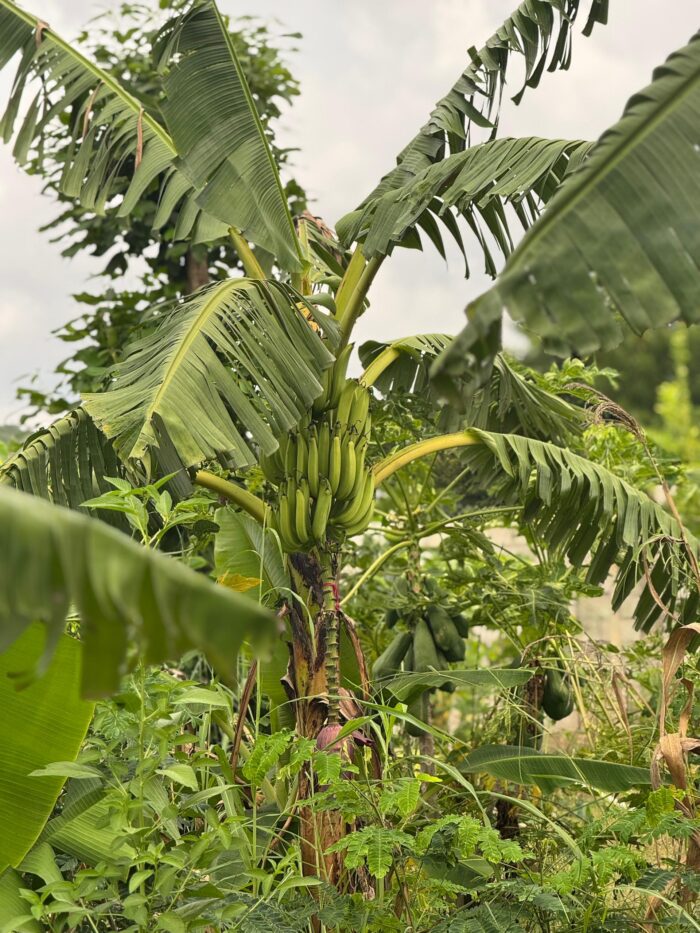 Fresh Plantains - Premium Quality