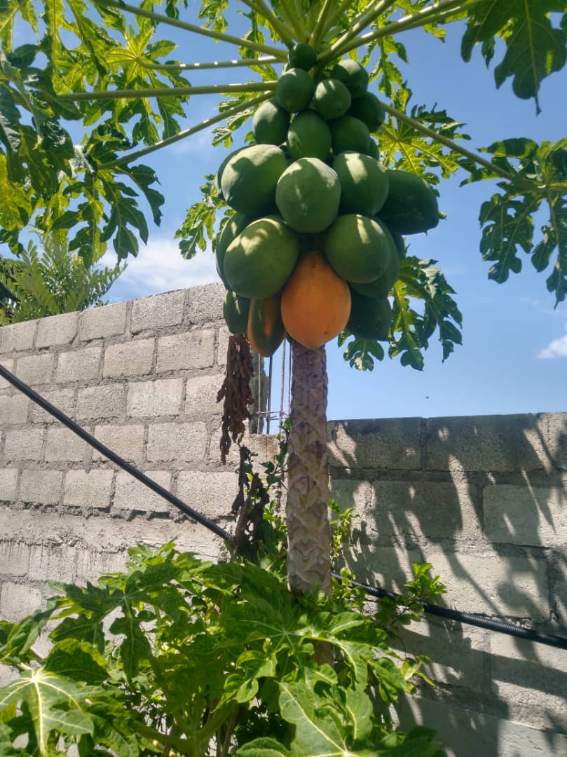 LAFFarms_Papaya
