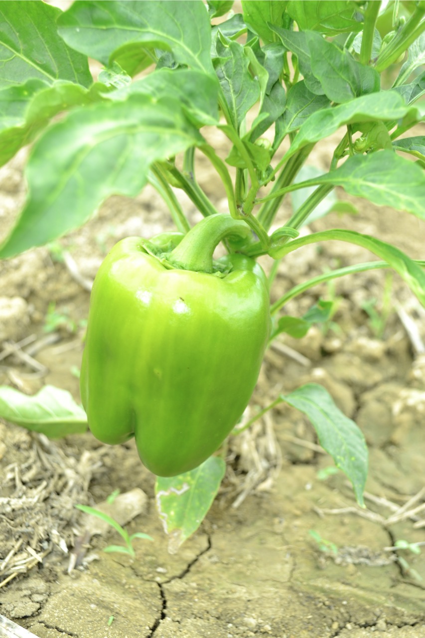 Pepper’s Picture
